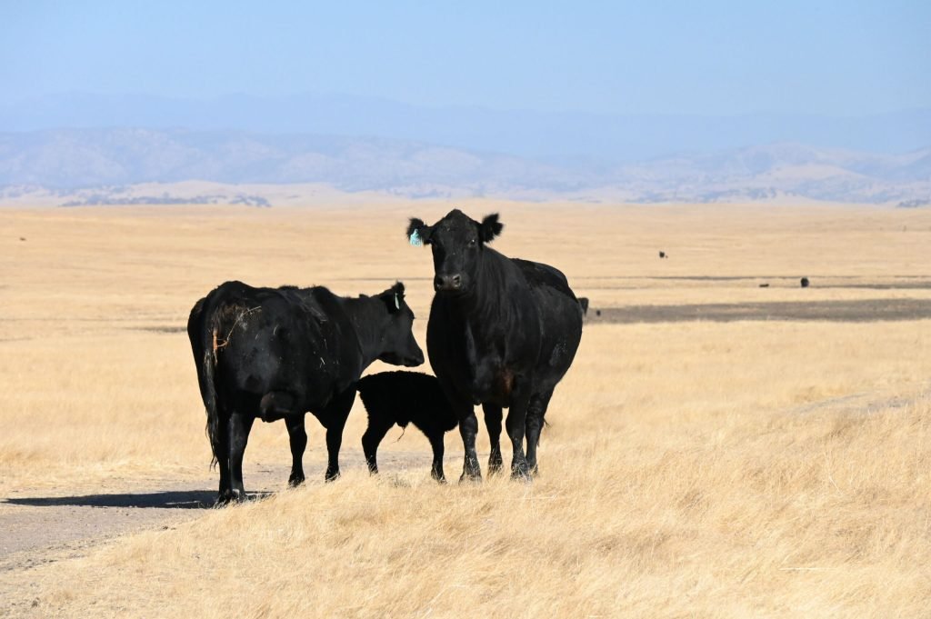 DSC_7854-r83 DSC_7854-r83